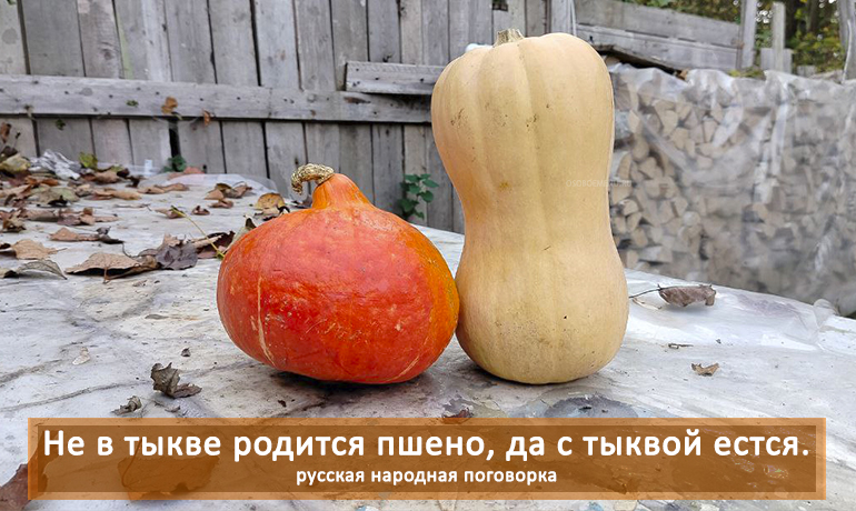 Тыква