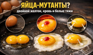 двойной желток, кровь внутри и белые тяжи в яйцах